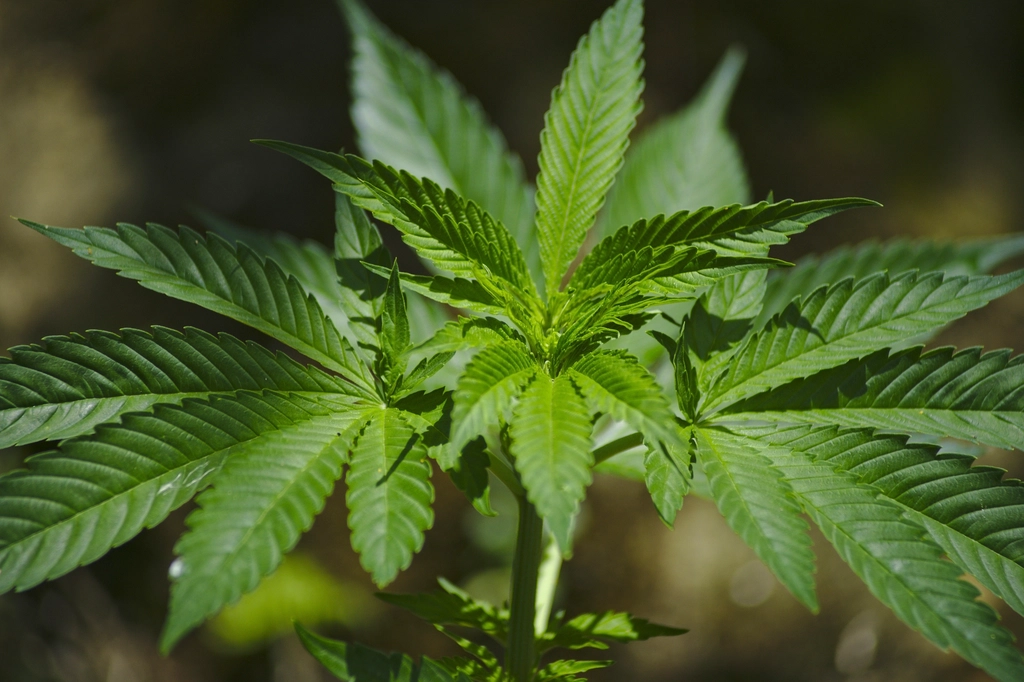 Free Medical cannabis image