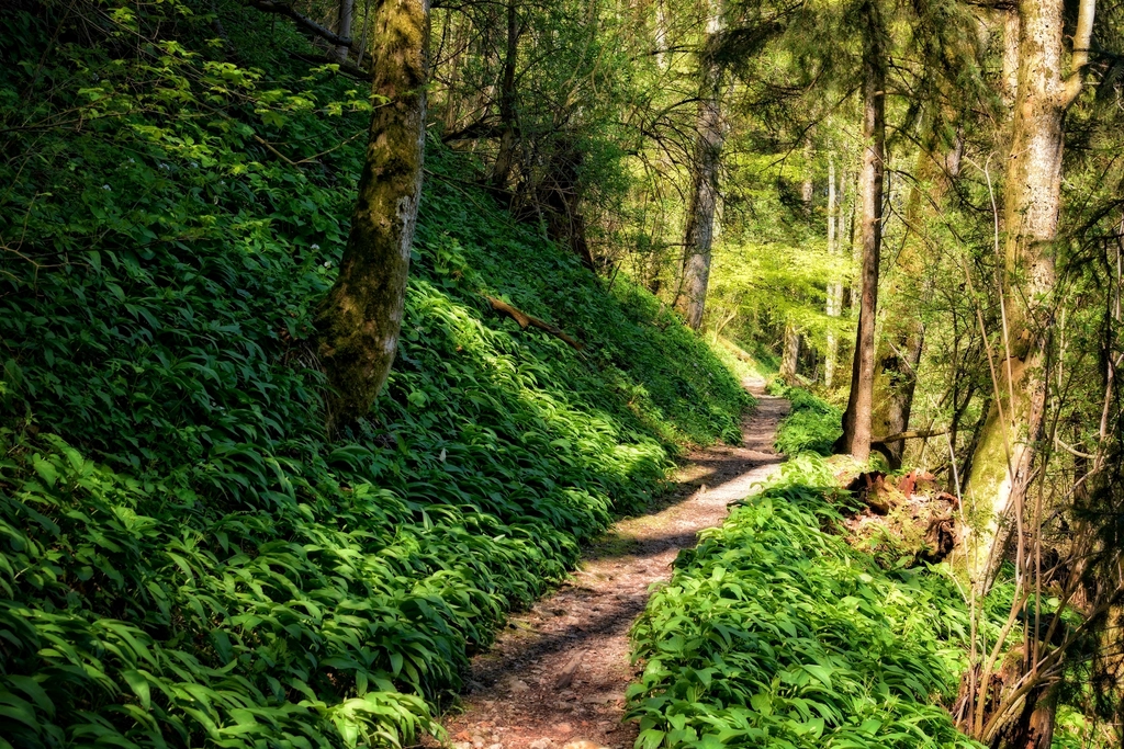 Aesthetic forest, nature background